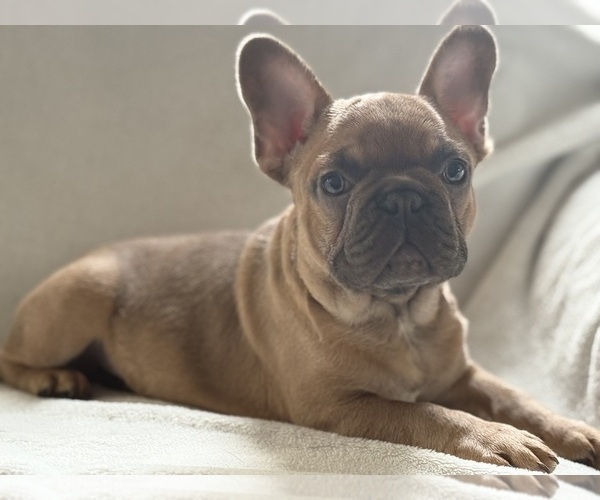 Medium Photo #3 French Bulldog Puppy For Sale in MOUNTAIN VIEW, MO, USA