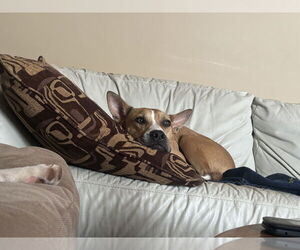 Aggie - Female American Pit Bull Terrier-Siberian Husky Mix Dog for Adoption - Photo #5