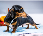 Oscar - Male Dachshund Puppy for Sale - Small photo