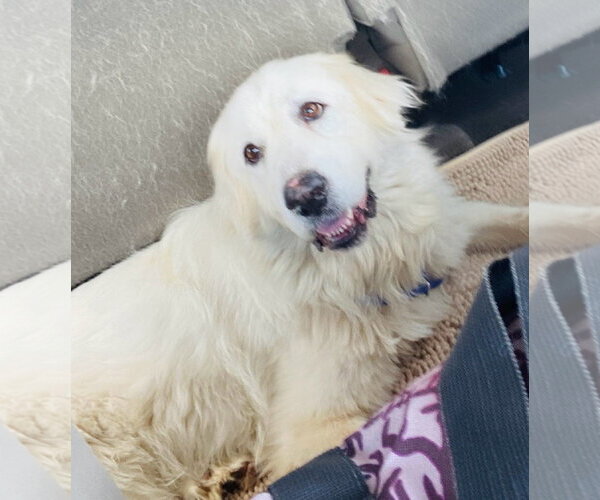 Medium Photo #10 Great Pyrenees Puppy For Sale in Spring, TX, USA