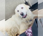 Small #9 Great Pyrenees