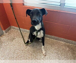 Border Collie-Unknown Mix Dogs for adoption in Pueblo, CO, USA