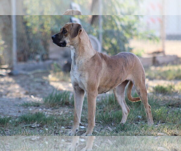Medium Photo #2 Mutt Puppy For Sale in El Centro, CA, USA