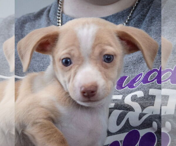 Medium Photo #5 Chiweenie Puppy For Sale in Huntley, IL, USA