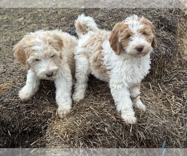 Medium Photo #13 Aussie-Poo-Goldendoodle Mix Puppy For Sale in COMMERCE, MI, USA