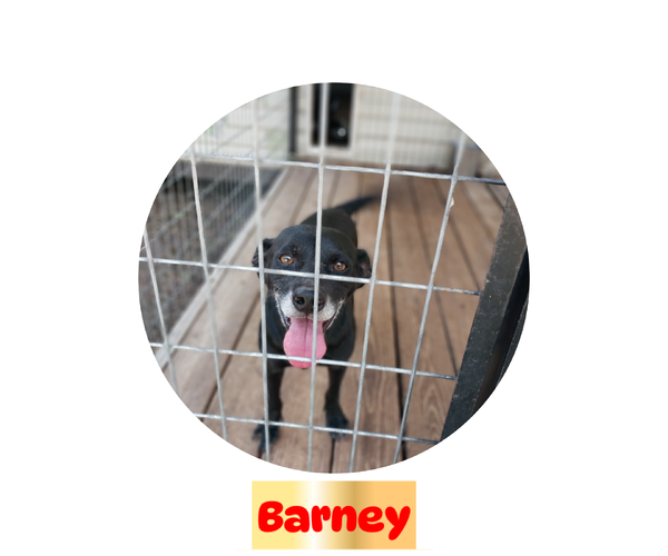 Medium Photo #3 Jack Russell Terrier-Unknown Mix Puppy For Sale in Brooksville, FL, USA