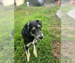 Small #7 Tibetan Terrier Mix