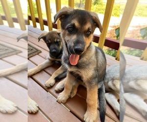 German Shepherd Dog Puppy for sale in BURLINGTON, WA, USA