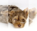 Small Photo #1 Yorkshire Terrier Puppy For Sale in KELLER, TX, USA