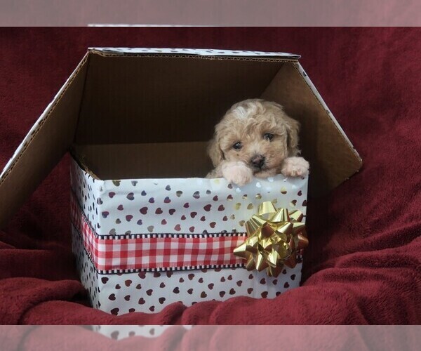 Medium Photo #2 Poodle (Toy) Puppy For Sale in FREDONIA, KY, USA