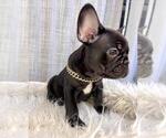 Small #1 French Bulldog