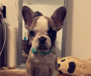 French Bulldog Puppy for sale in MOUNTAIN GRV, MO, USA