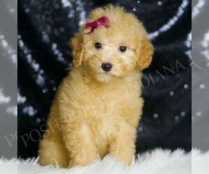 Goldendoodle (Miniature) Puppy for sale in WARSAW, IN, USA