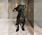 Small #1 Chihuahua Mix
