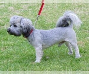 Father of the Havanese puppies born on 04/10/2021