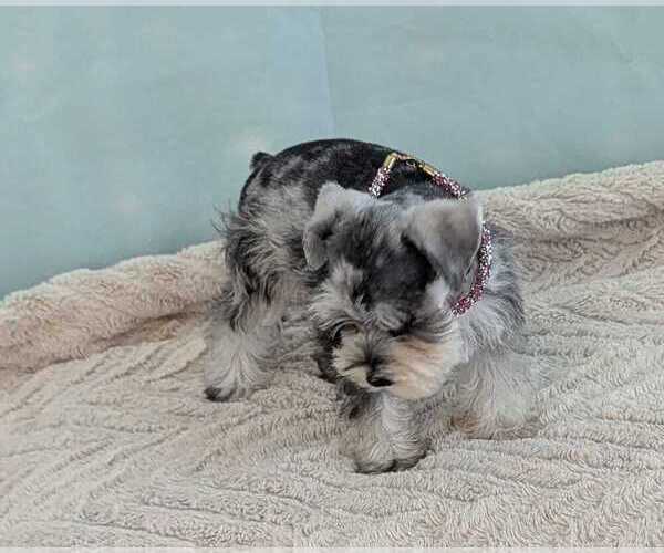Medium Photo #2 Schnauzer (Miniature) Puppy For Sale in HOLLYWOOD, FL, USA