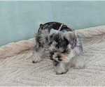 Small #1 Schnauzer (Miniature)