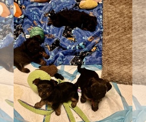 Yorkshire Terrier Litter for sale in PITTSBURG, CA, USA