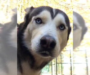 Blue - Male Siberian Husky Dog for Adoption - Photo #5