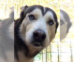 Small #4 Siberian Husky