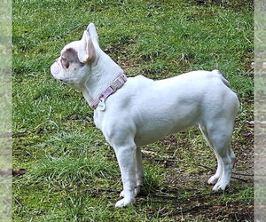 Aubrey - Female French Bulldog Dog for Adoption - Photo #3