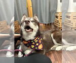 Small #2 Siberian Husky