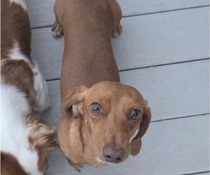 Father of the Dachshund puppies born on 08/02/2026