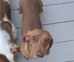 Small Photo #1 Dachshund Puppy For Sale in COMMERCE, TX, USA