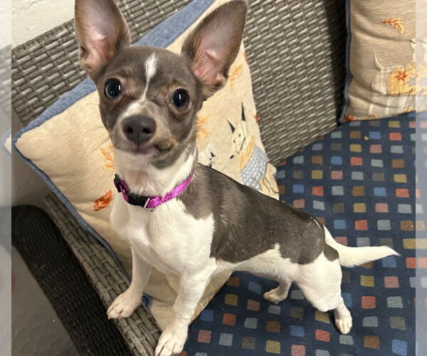 Medium Photo #1 Chihuahua Puppy For Sale in Ellijay, GA, USA