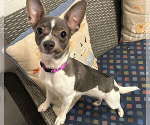 Chihuahua Dogs for adoption in Ellijay, GA, USA