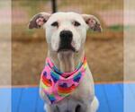 Small Staffordshire Bull Terrier Mix