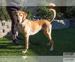 Small #1 Labrador Retriever Mix