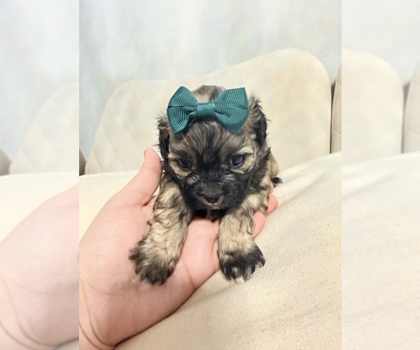 Medium Photo #30 Shih Tzu Puppy For Sale in LANCASTER, CA, USA