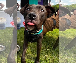 American Pit Bull Terrier-Unknown Mix Dogs for adoption in Germantown, OH, USA