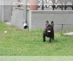 Small #5 French Bulldog