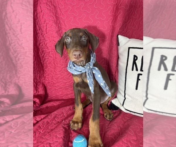 Medium Photo #5 Doberman Pinscher Puppy For Sale in GREENFIELD, IN, USA