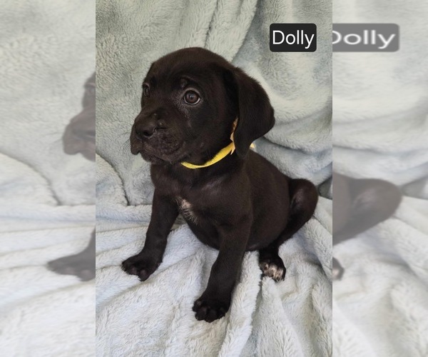 Medium Photo #1 Cane Corso Puppy For Sale in MINERAL WELLS, WV, USA