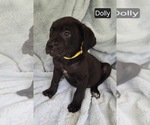 Image preview for Ad Listing. Nickname: Dolly