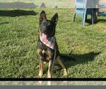 Small #1 German Shepherd Dog Mix