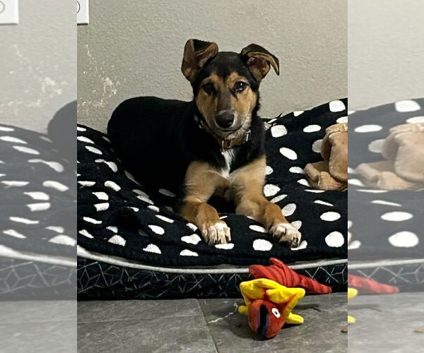 Medium Photo #9 Mutt Puppy For Sale in Rockaway, NJ, USA