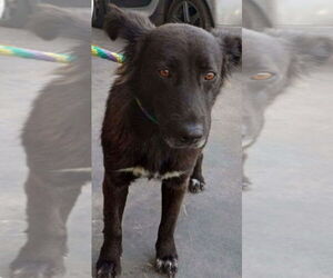Medium Border Collie Mix