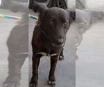 Small Border Collie Mix