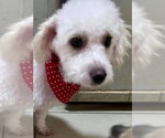 Small #2 Bichon Frise