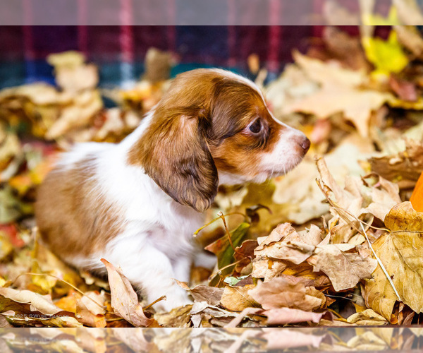Medium Photo #22 Dachshund Puppy For Sale in WAKARUSA, IN, USA