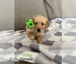 Puppy Astra Golden Retriever