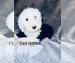 Small Photo #4 Sheepadoodle Puppy For Sale in CORYDON, IN, USA