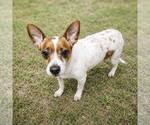 Small #1 Jackshund
