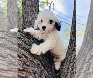 Cavalier King Charles Spaniel-Poodle (Toy) Mix Puppy for sale in BERRYVILLE, AR, USA