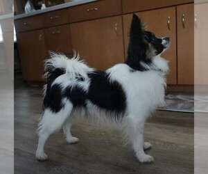 Father of the Paperanian puppies born on 09/18/2025