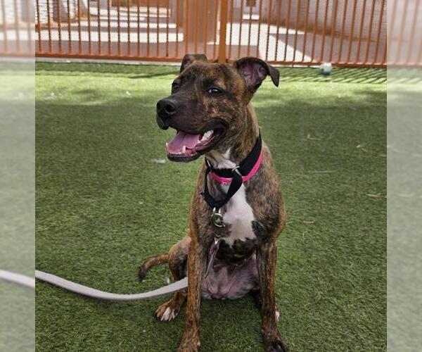Medium Photo #1 Mutt Puppy For Sale in Las Vegas, NV, USA